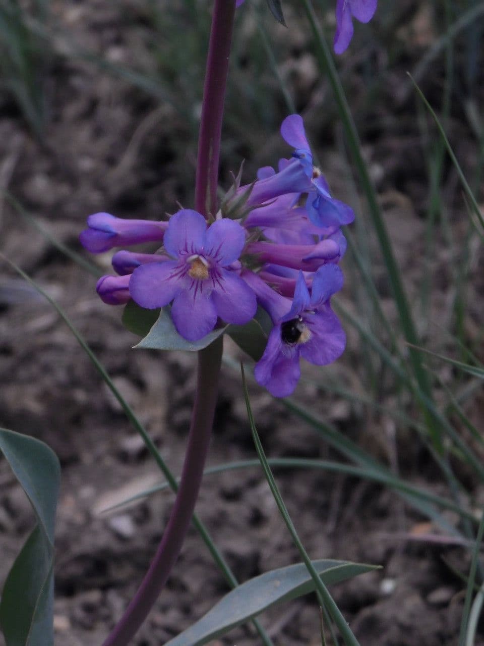 Penstemon di Osterhout