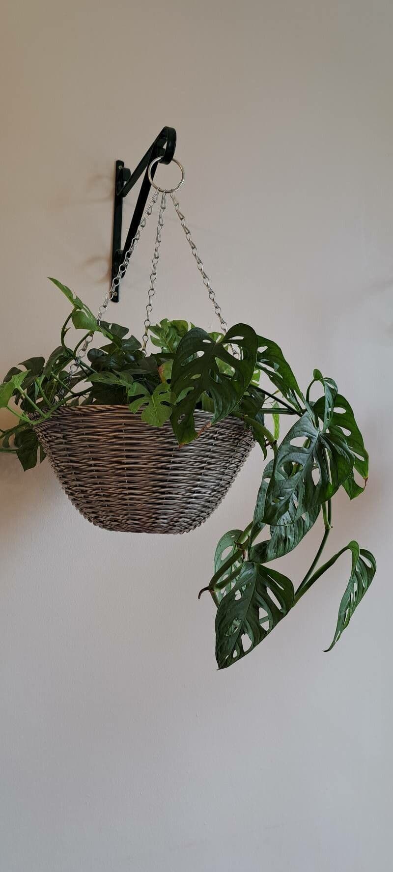 Monstera adansonii 27