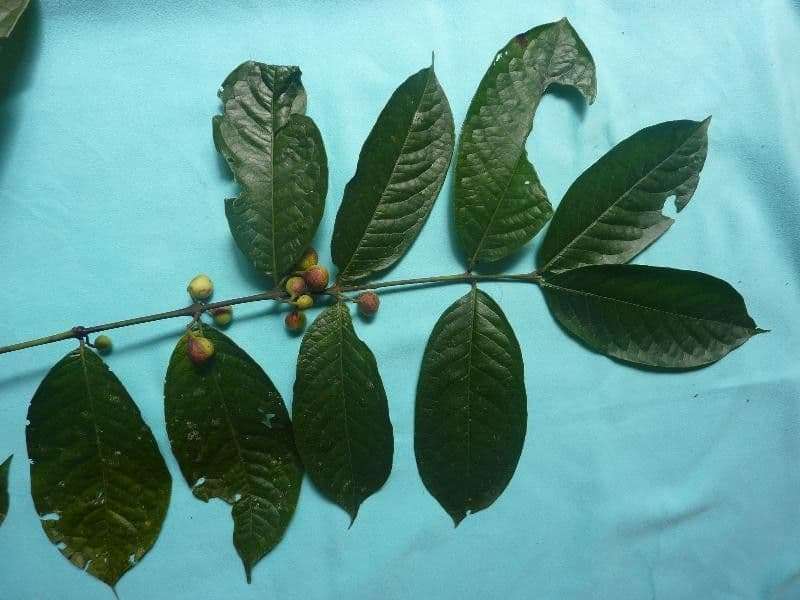 Siparuna 24