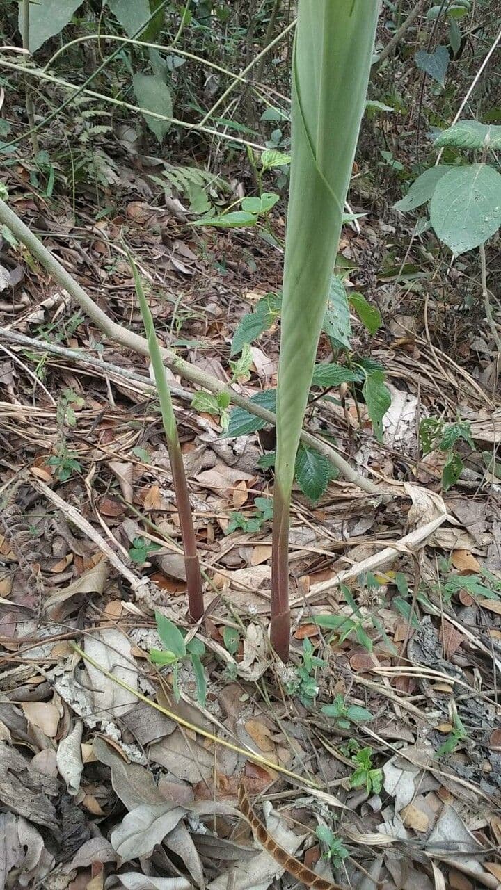 Curcuma 2