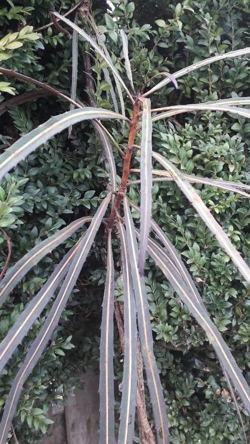 Bois de lance