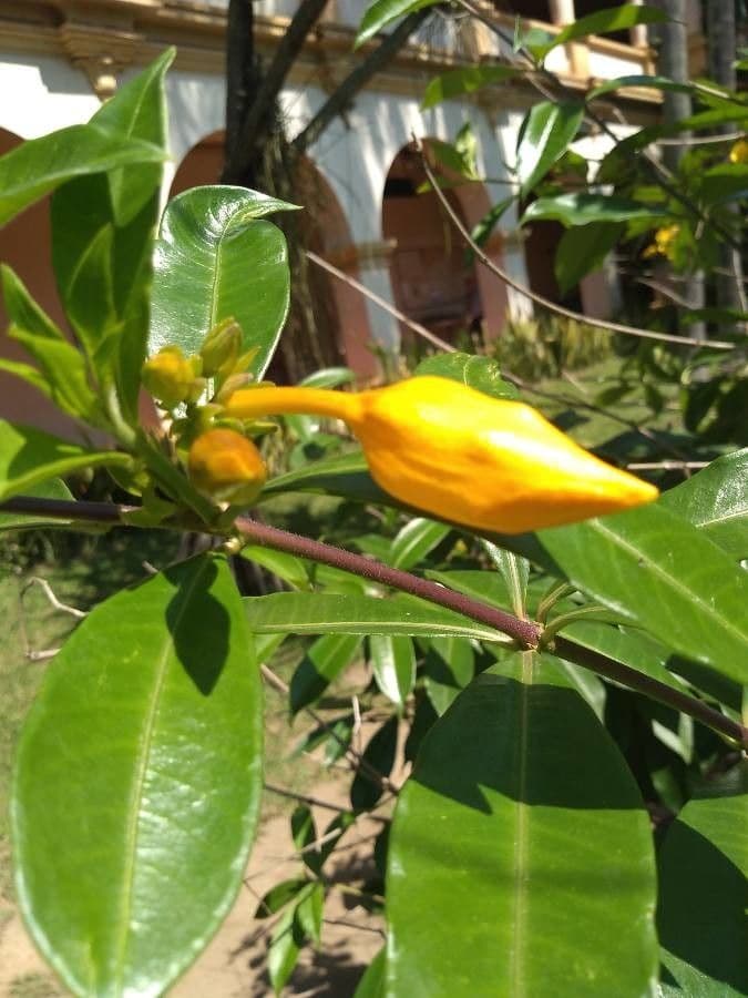 Allamanda 16