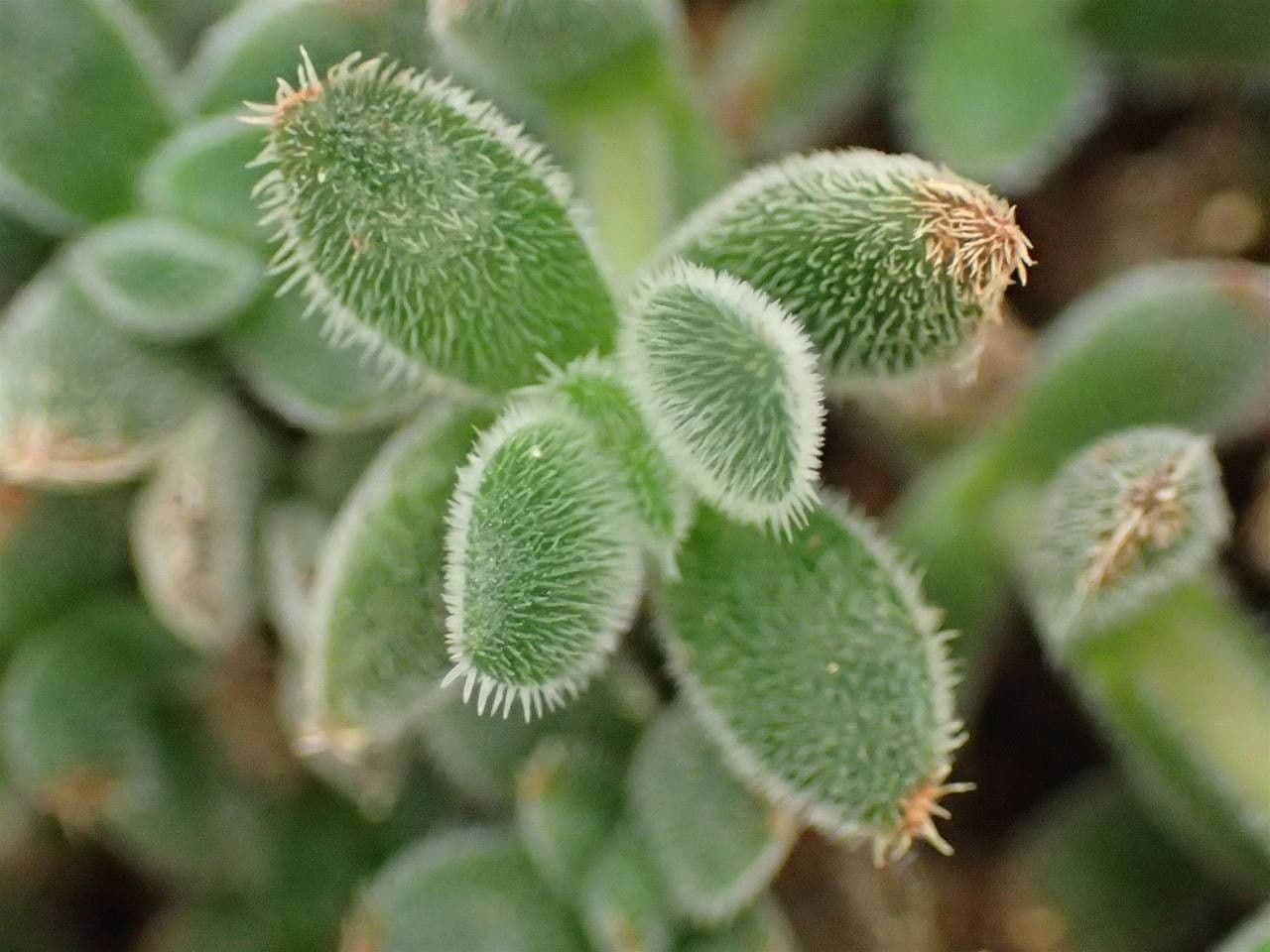 Crassula 3