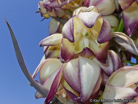Whipples Yucca 2