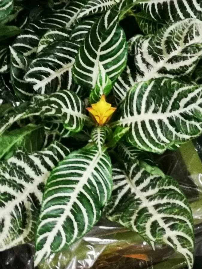 Aphelandra 16