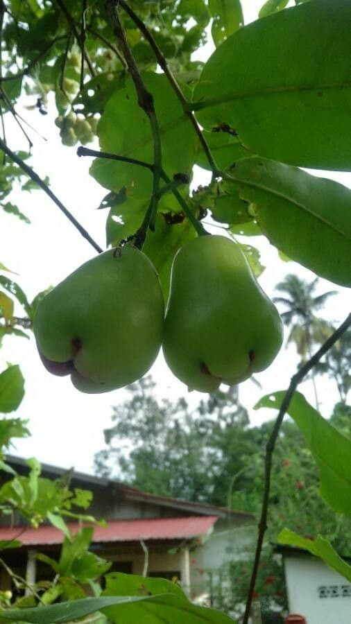 Pommier de Java 3