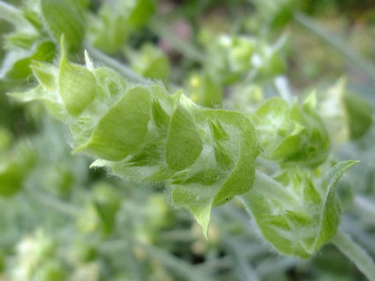 Sideritis syriaca 5