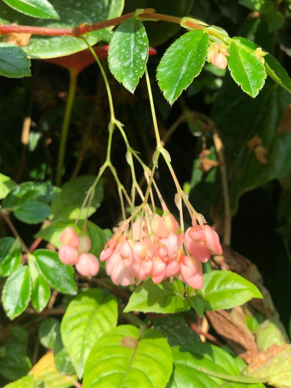 Fuchsienblättrige Begonie 4