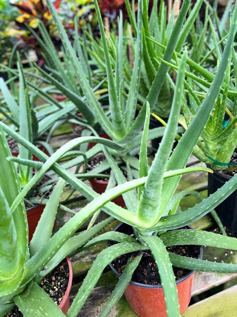 Aloe 9