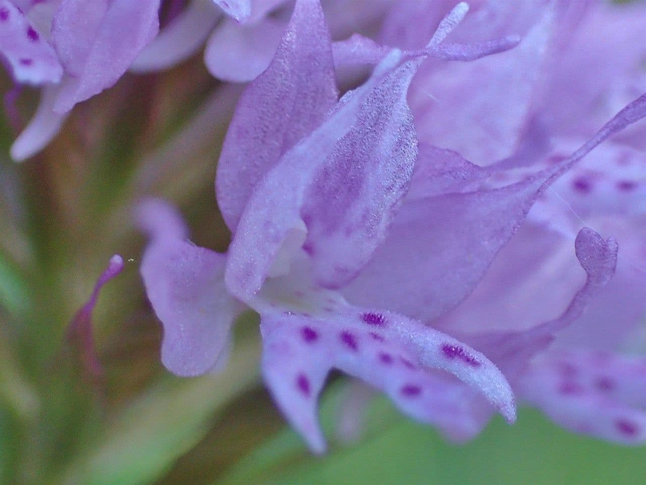 Kugelorchis 5