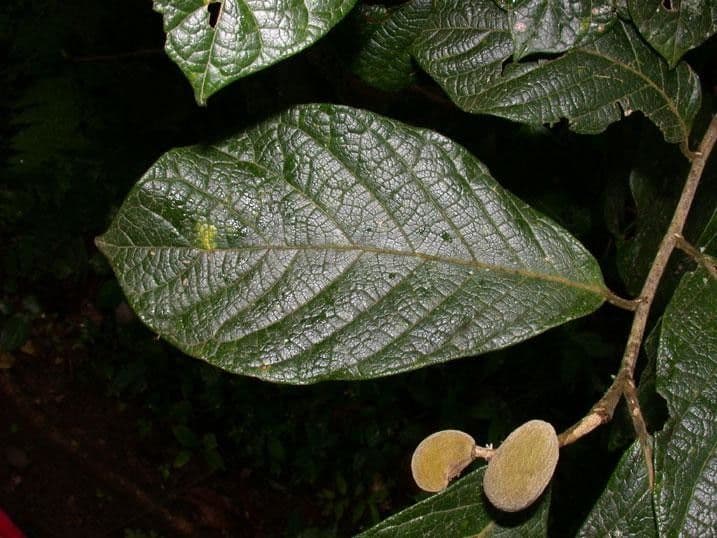 Dichapetalum 7