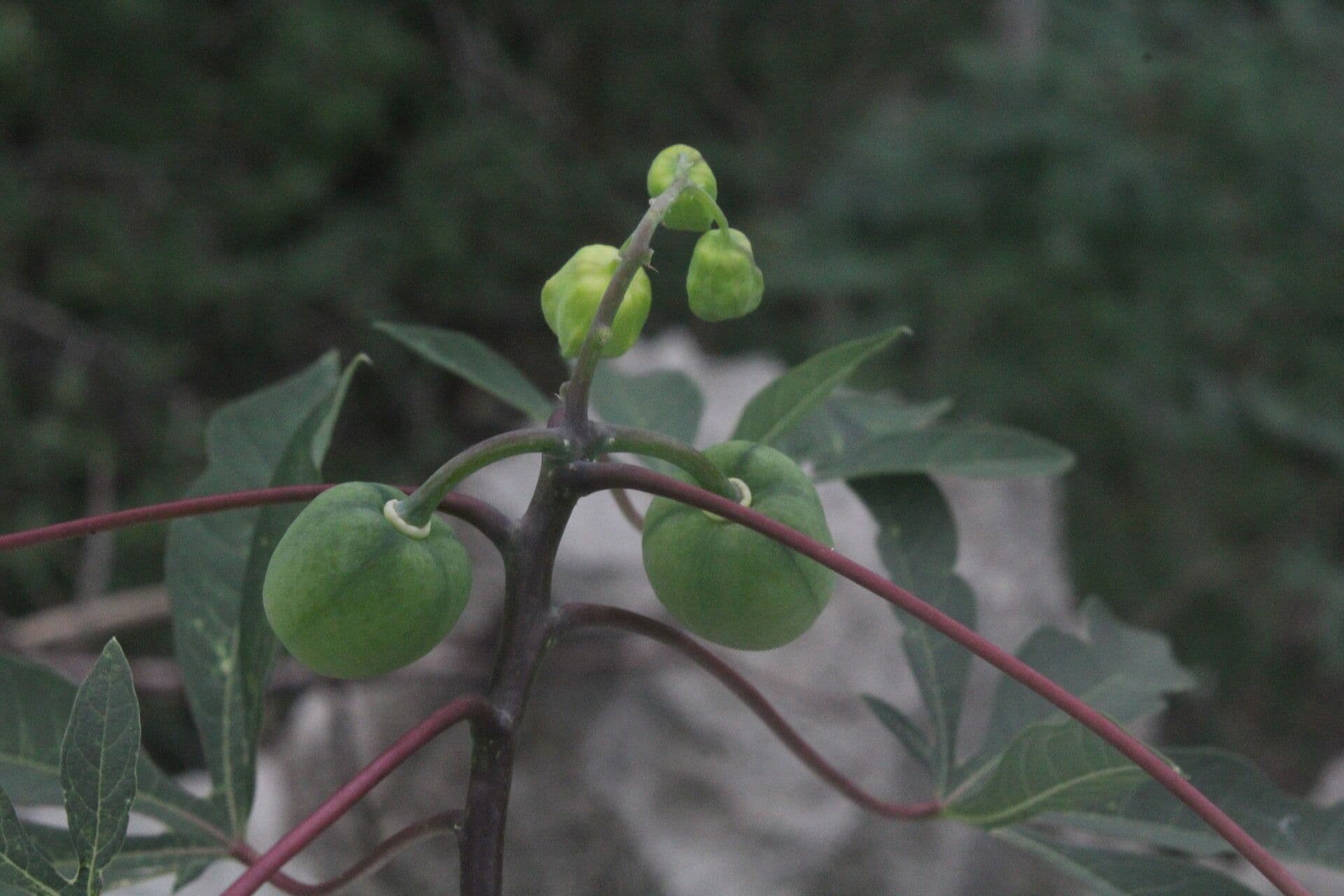 Manihot aesculifolia