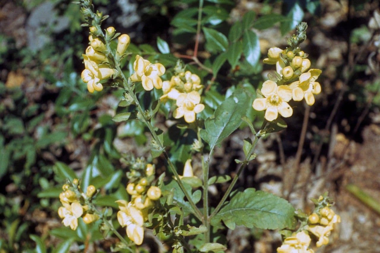 Aureolárie 8