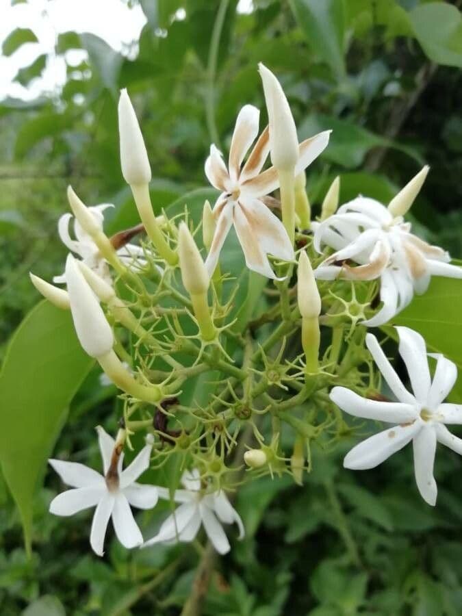 Jasmin multiflore 3