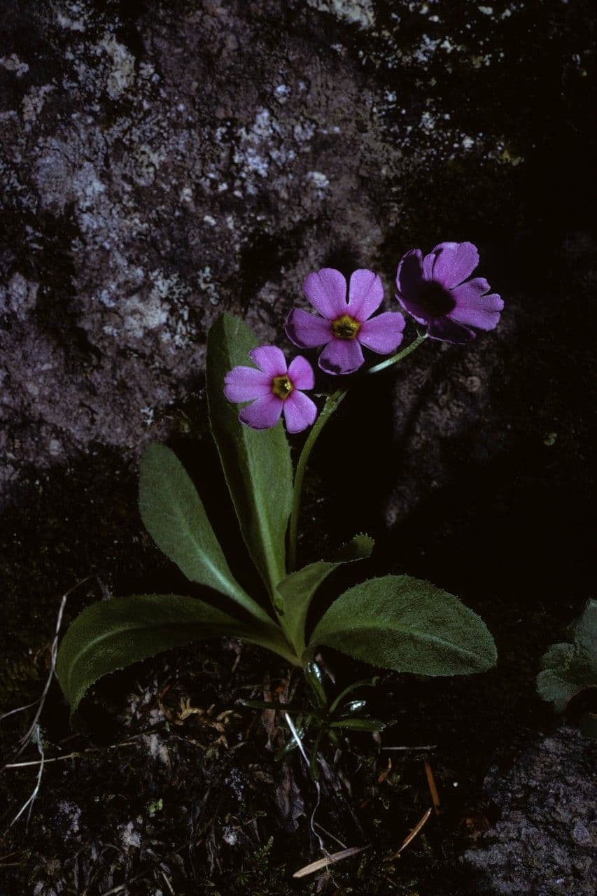 Primula di Rusby 3