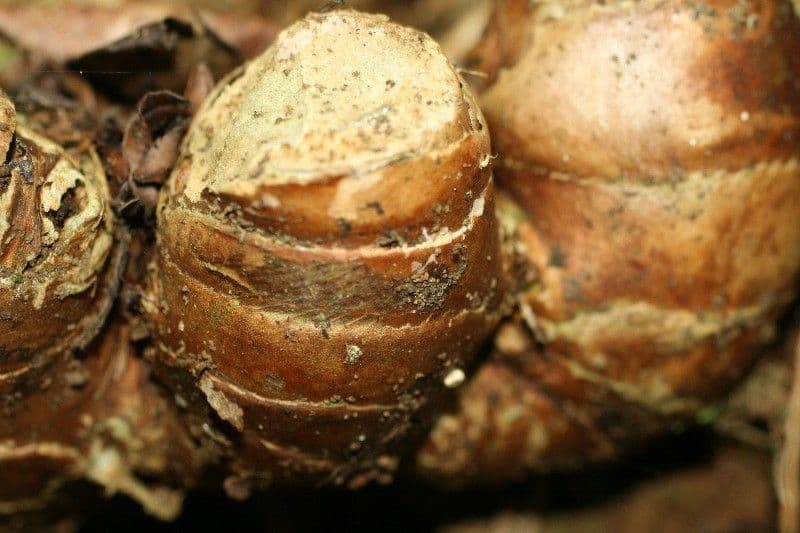 Zázvorník gardnerov 25