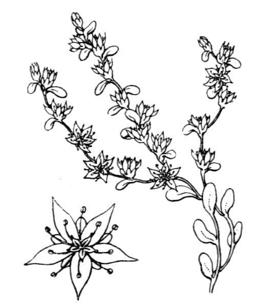 Borracina annuale 17