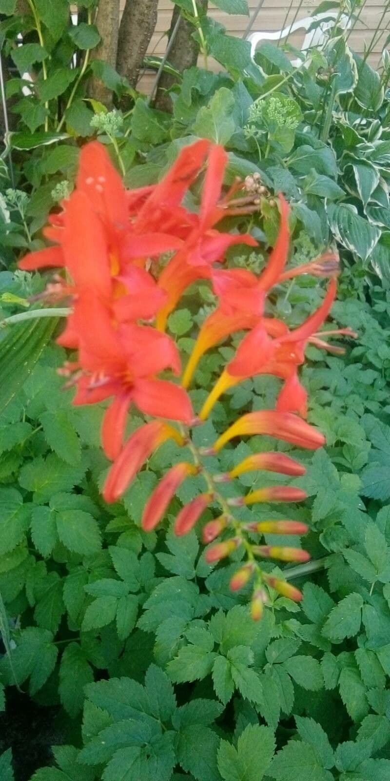 Crocosmia paniculata 3