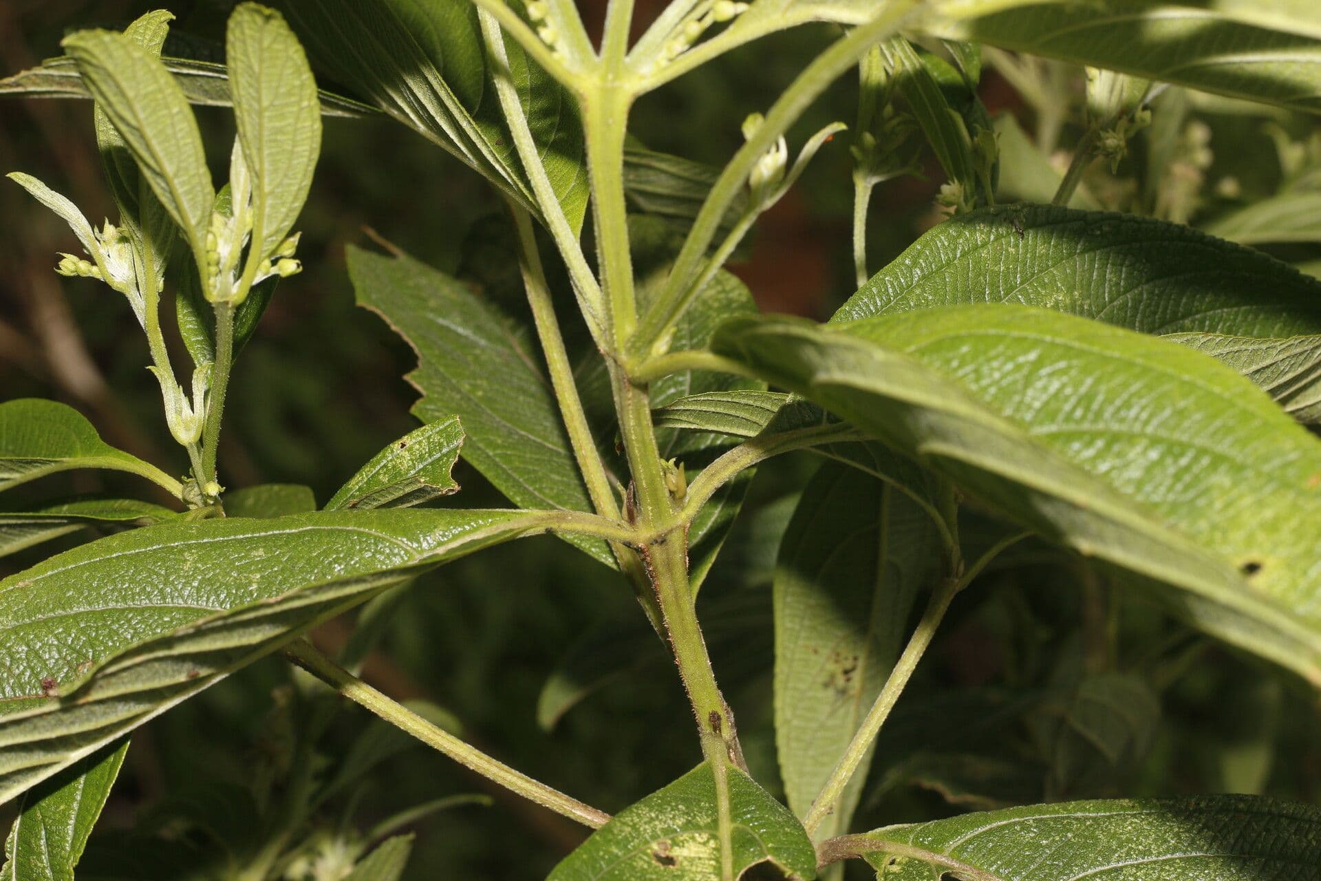 Lippia myriocephala 2