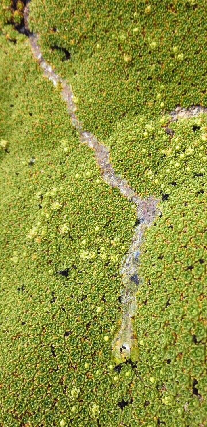 Azorella 13