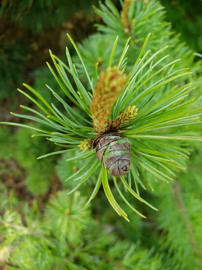 Pino parviflora 3