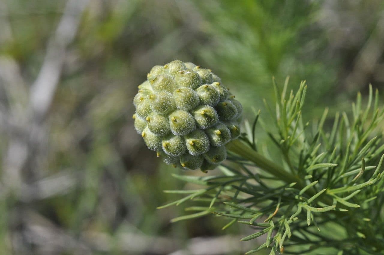 Adonide primaverile 2