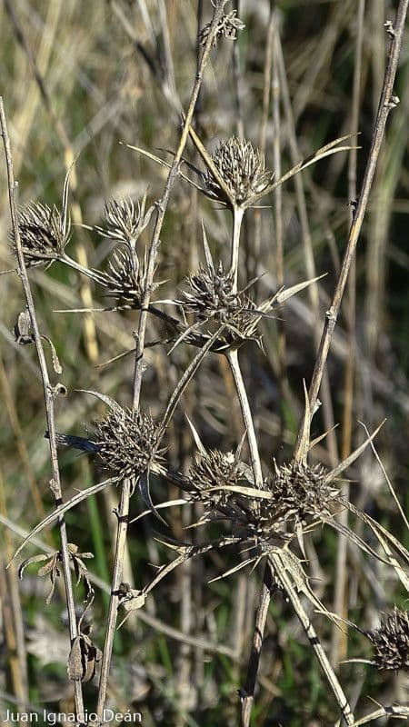 Panicaut champêtre