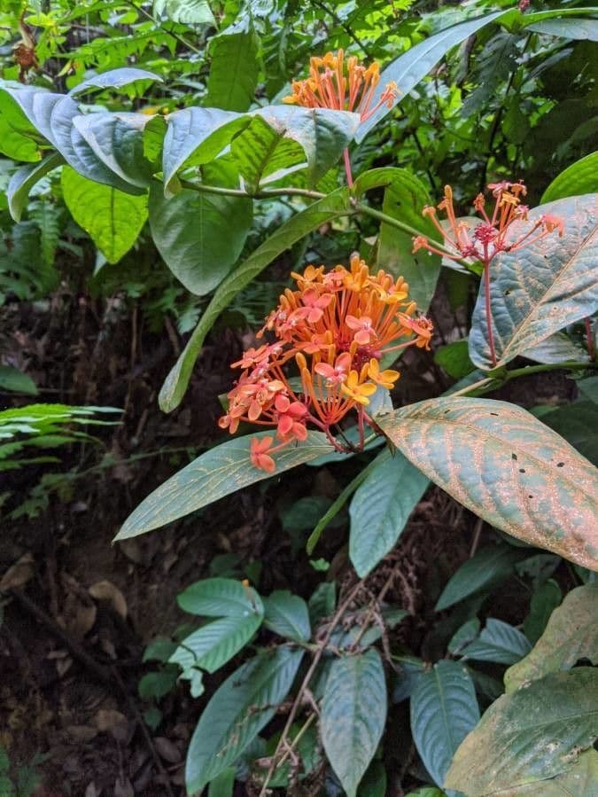 Ixora