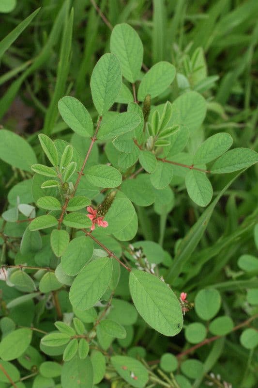 Indigofera 13