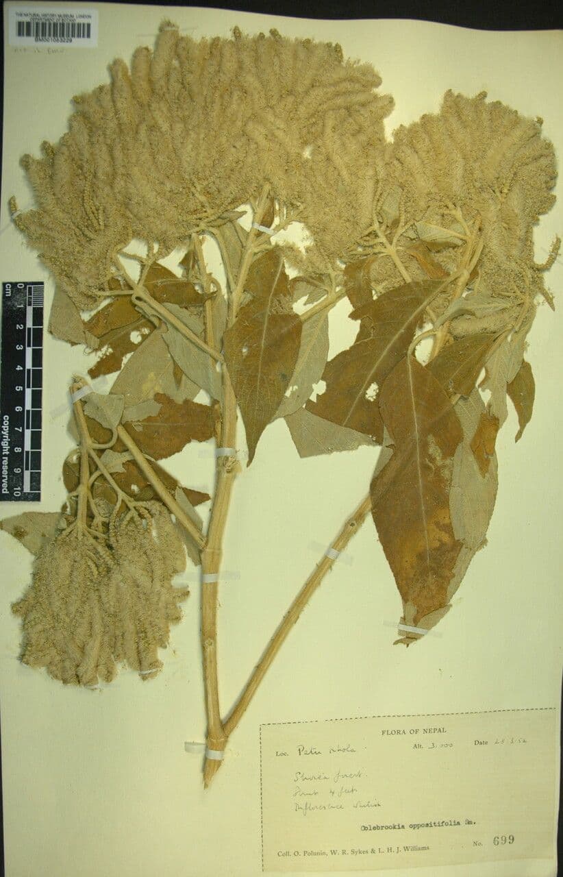 Colebrookea 10