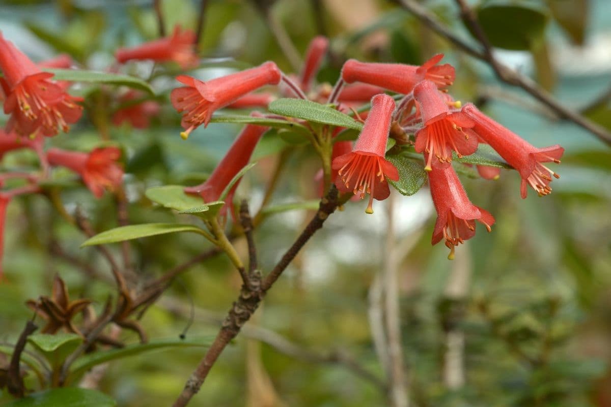 Rododendro rituso