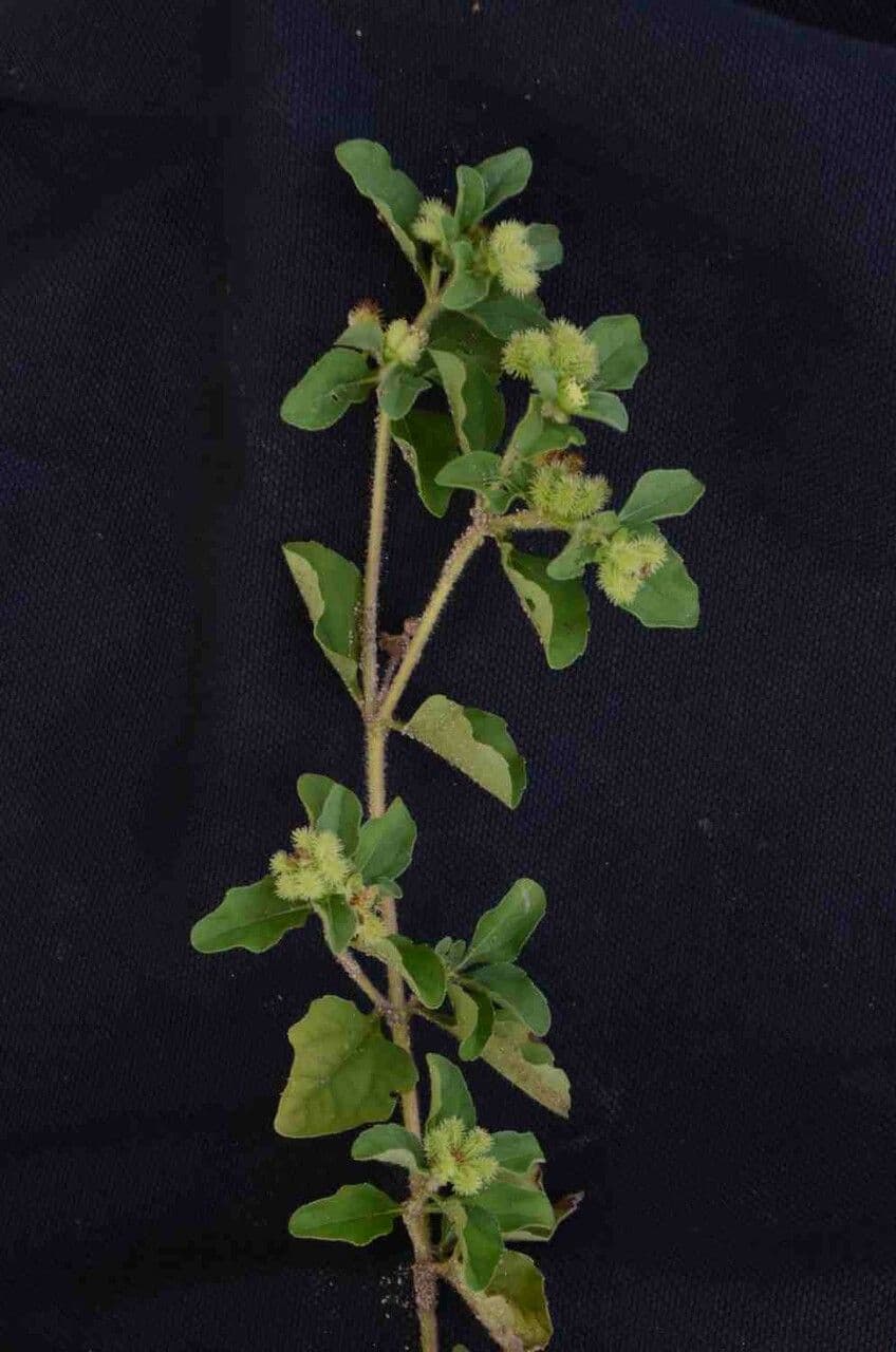 Acanthospermum australe 5
