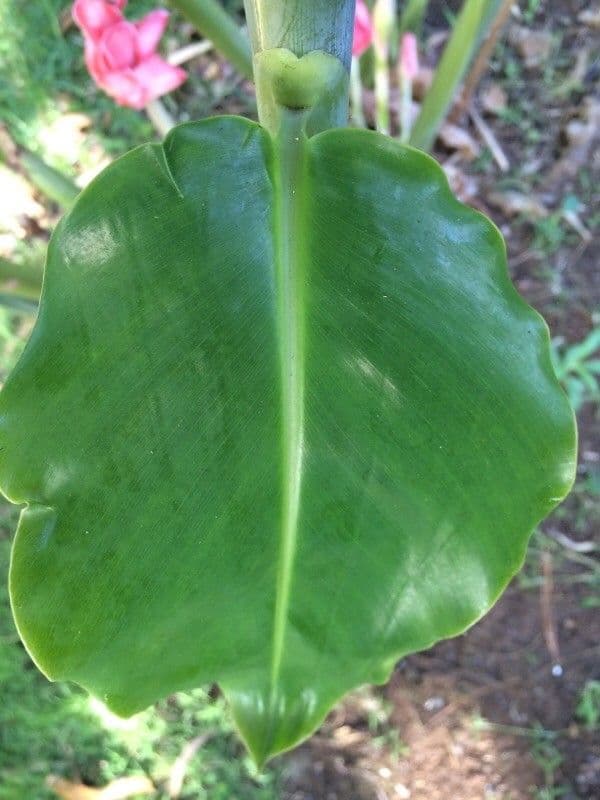 Fleur de cire philippine 18