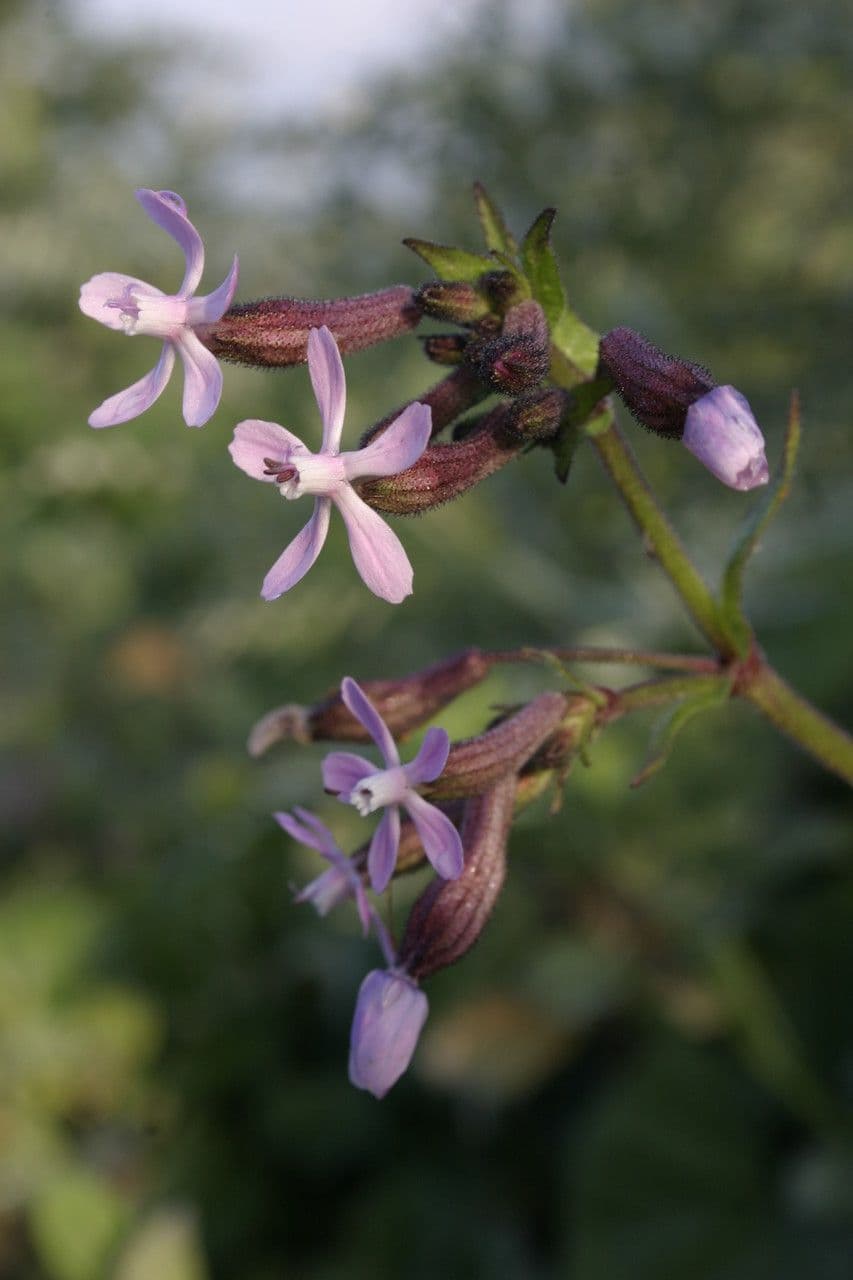 Catchfly parduzco 3