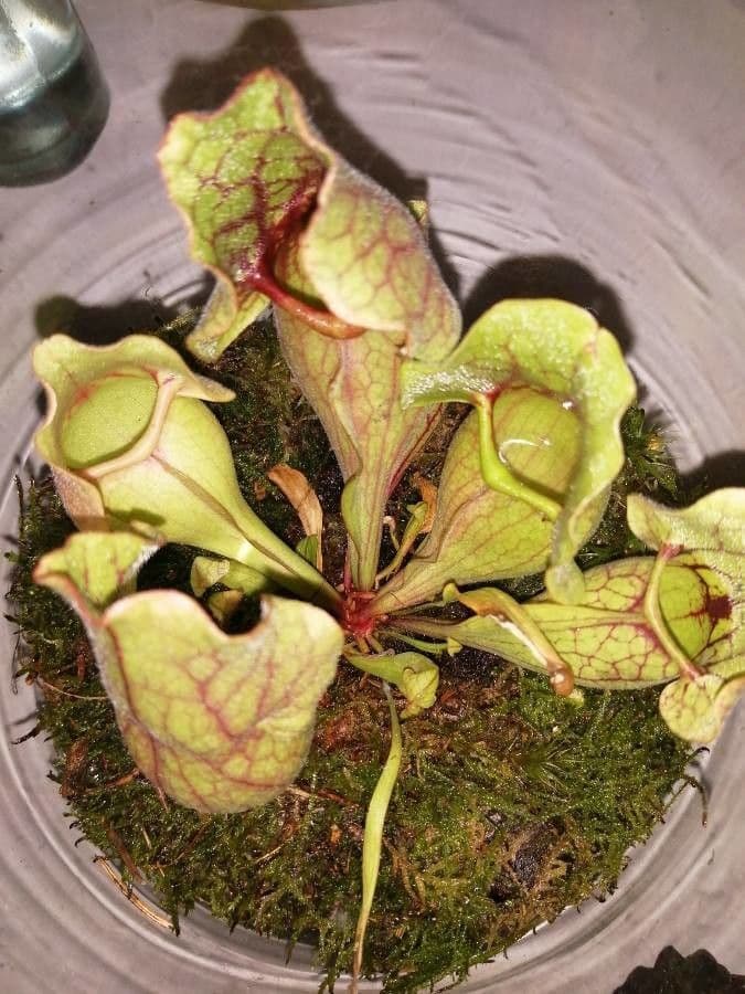 Rote Schlauchpflanze 7
