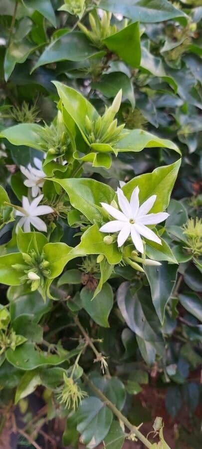 Jasmin multiflore 4