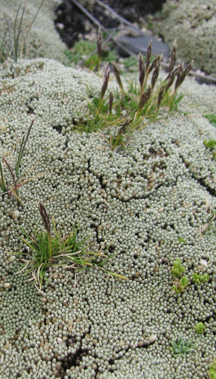 Pycnophyllum 10
