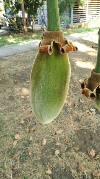 Baobab 5