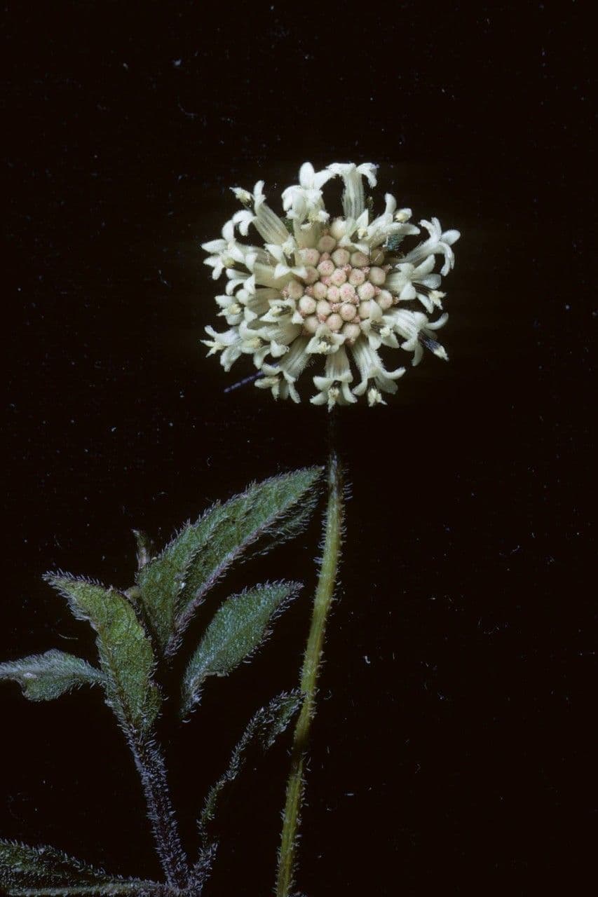 Melanthera