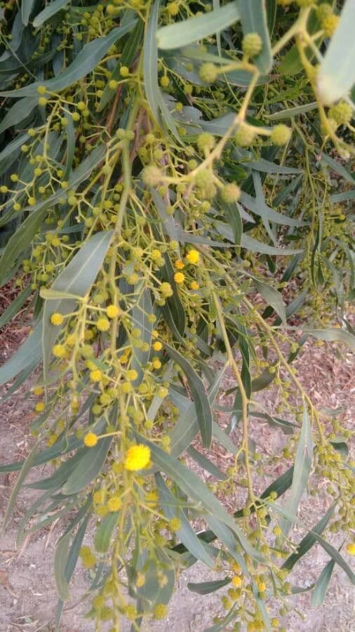Mimosa dorata 17