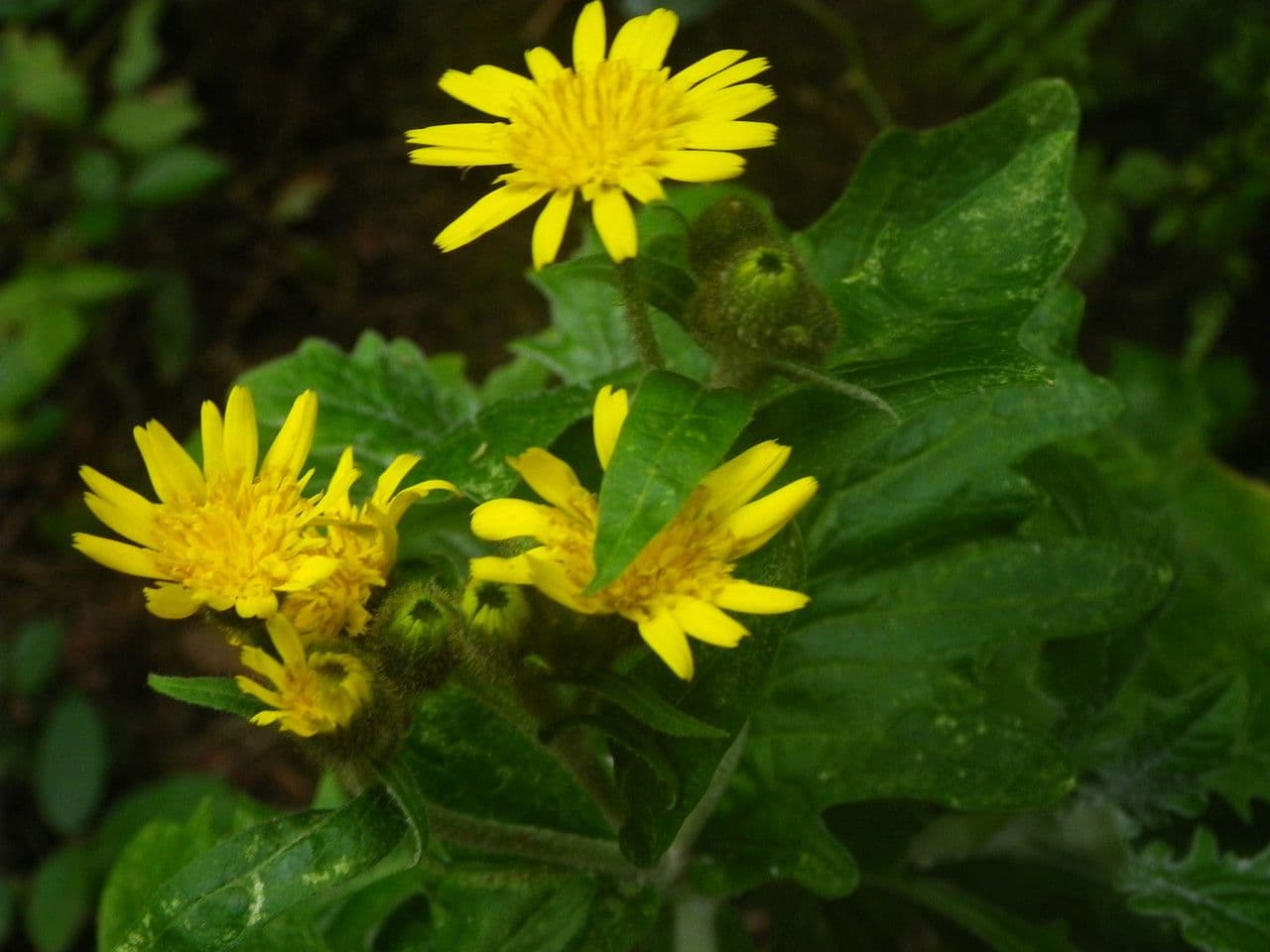 Andryala 3