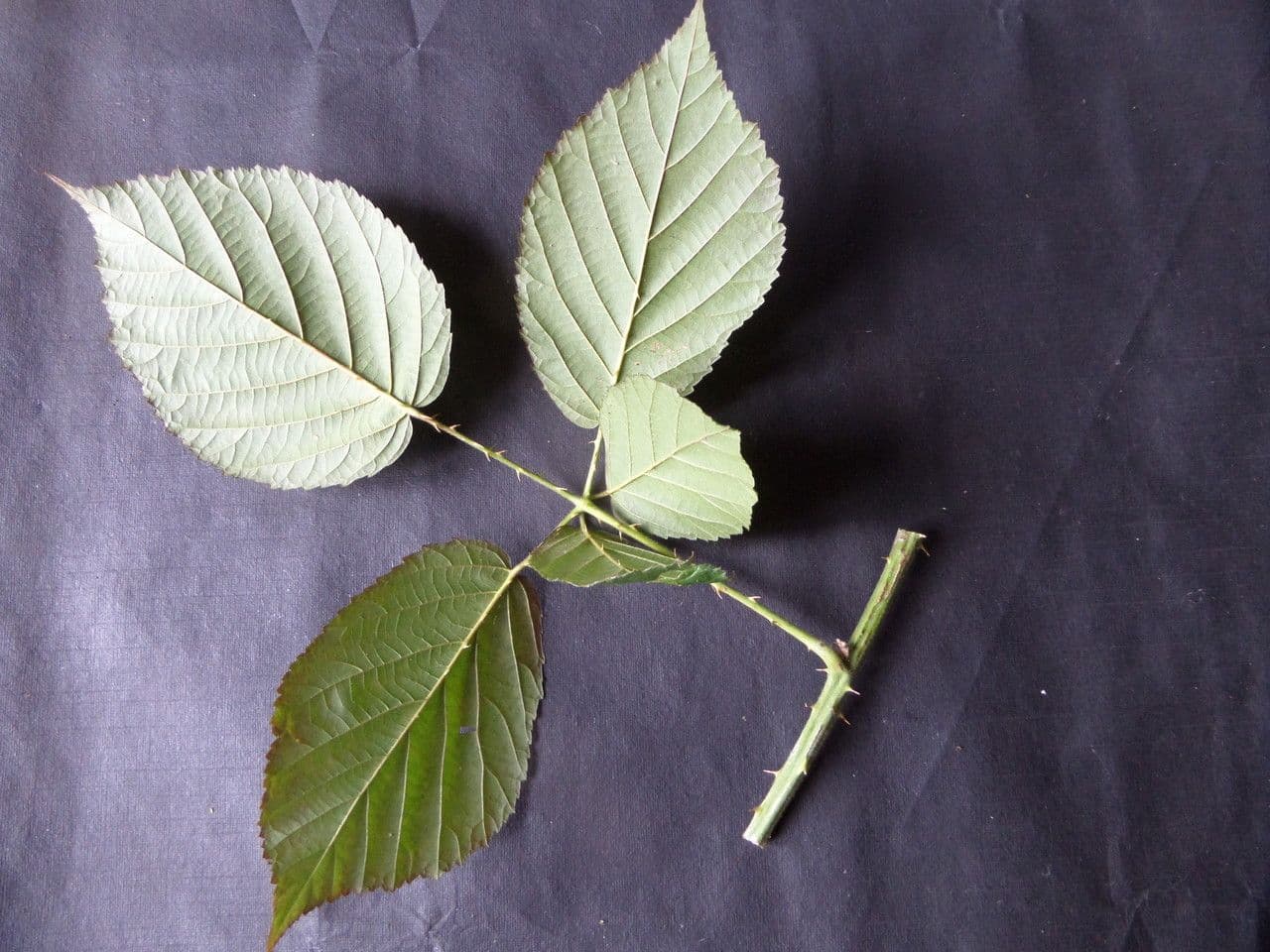 Großblättrige Brombeere 16