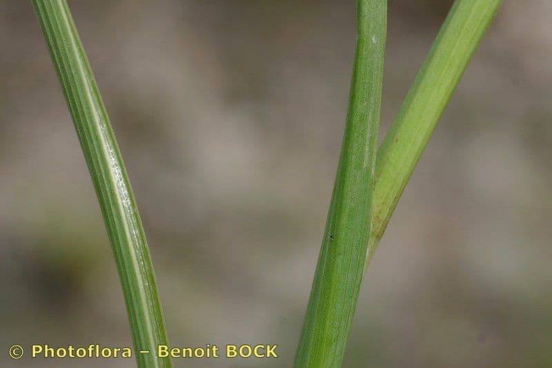 Iris xiphium 21