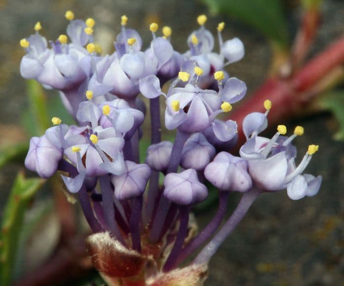 Ceanothus 9