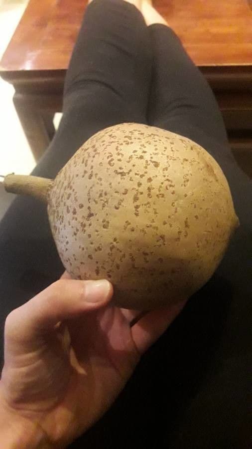 Mamey