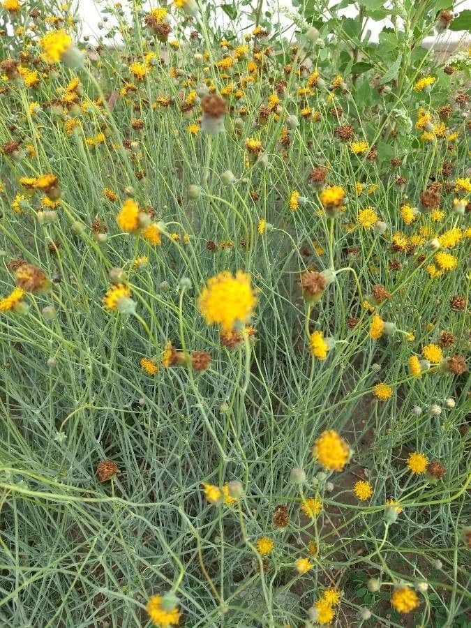 Thelesperma 7