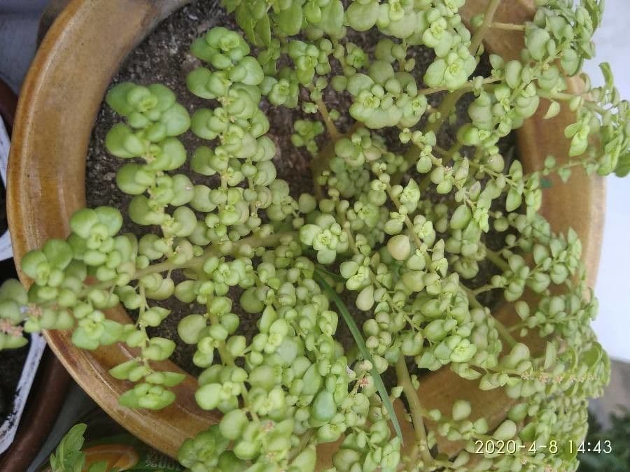 Pilea microphylla 8