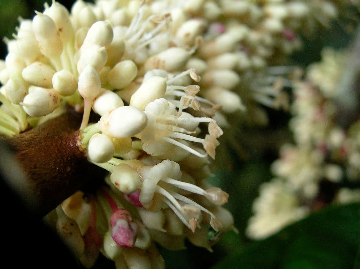 Pycnandra balansae 9