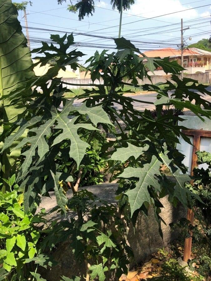 Chaya 12