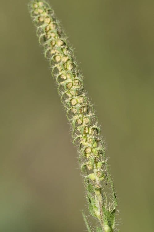 Ambrosie 5